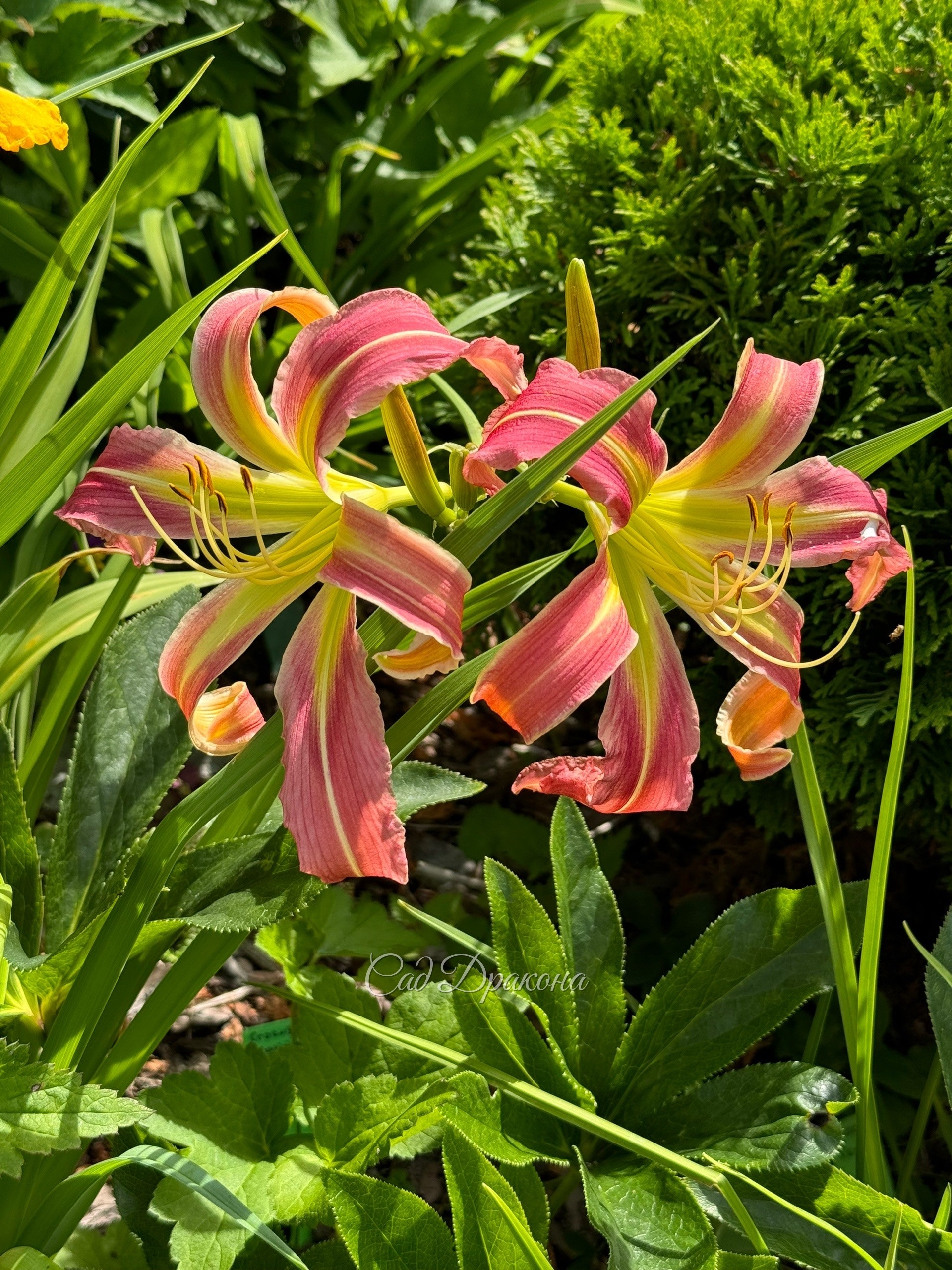 Flamingo Flambeau