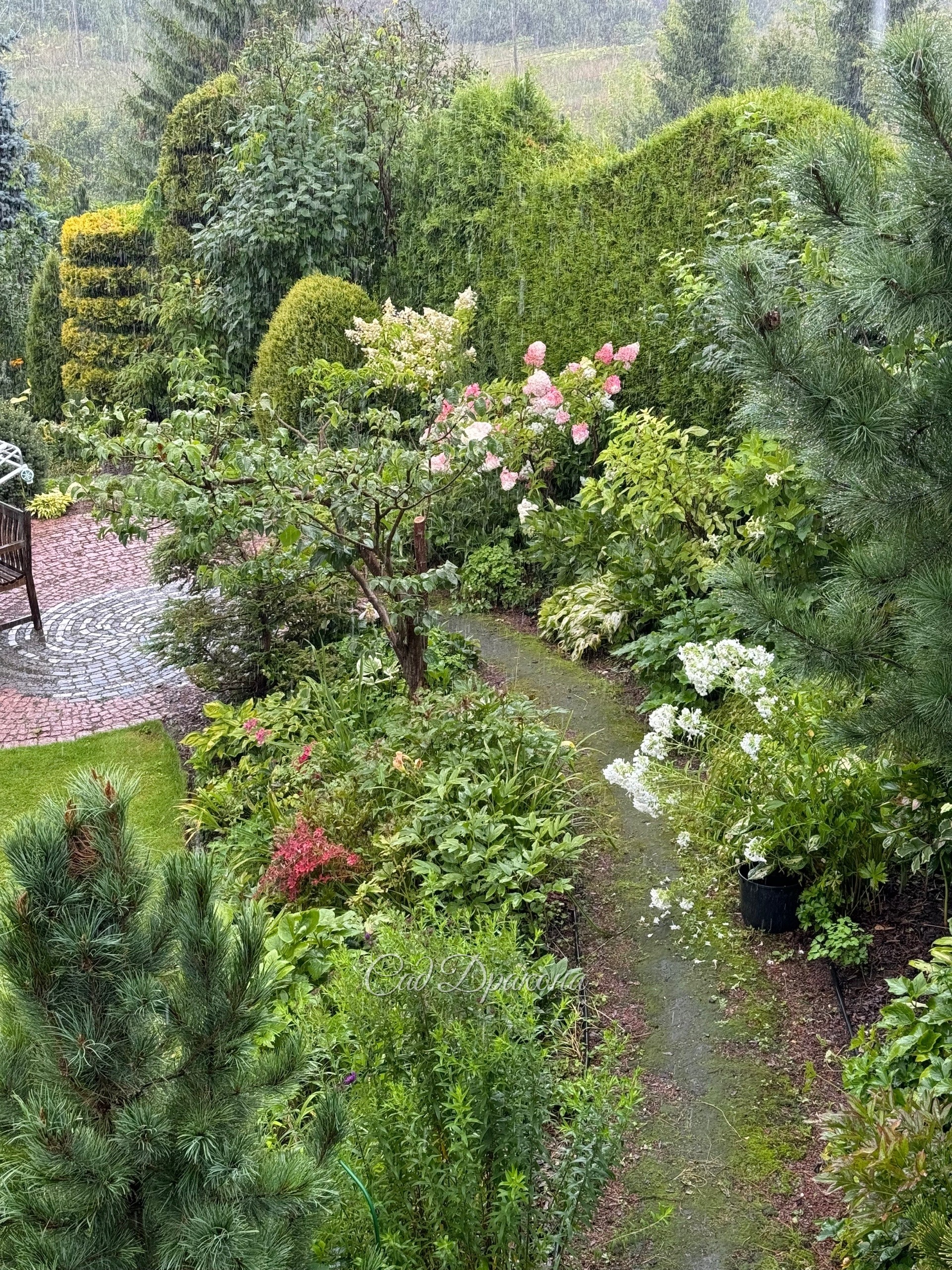 Струи дождя получились на фото! Видны на фоне живой изгороди 🙂🌧🌲