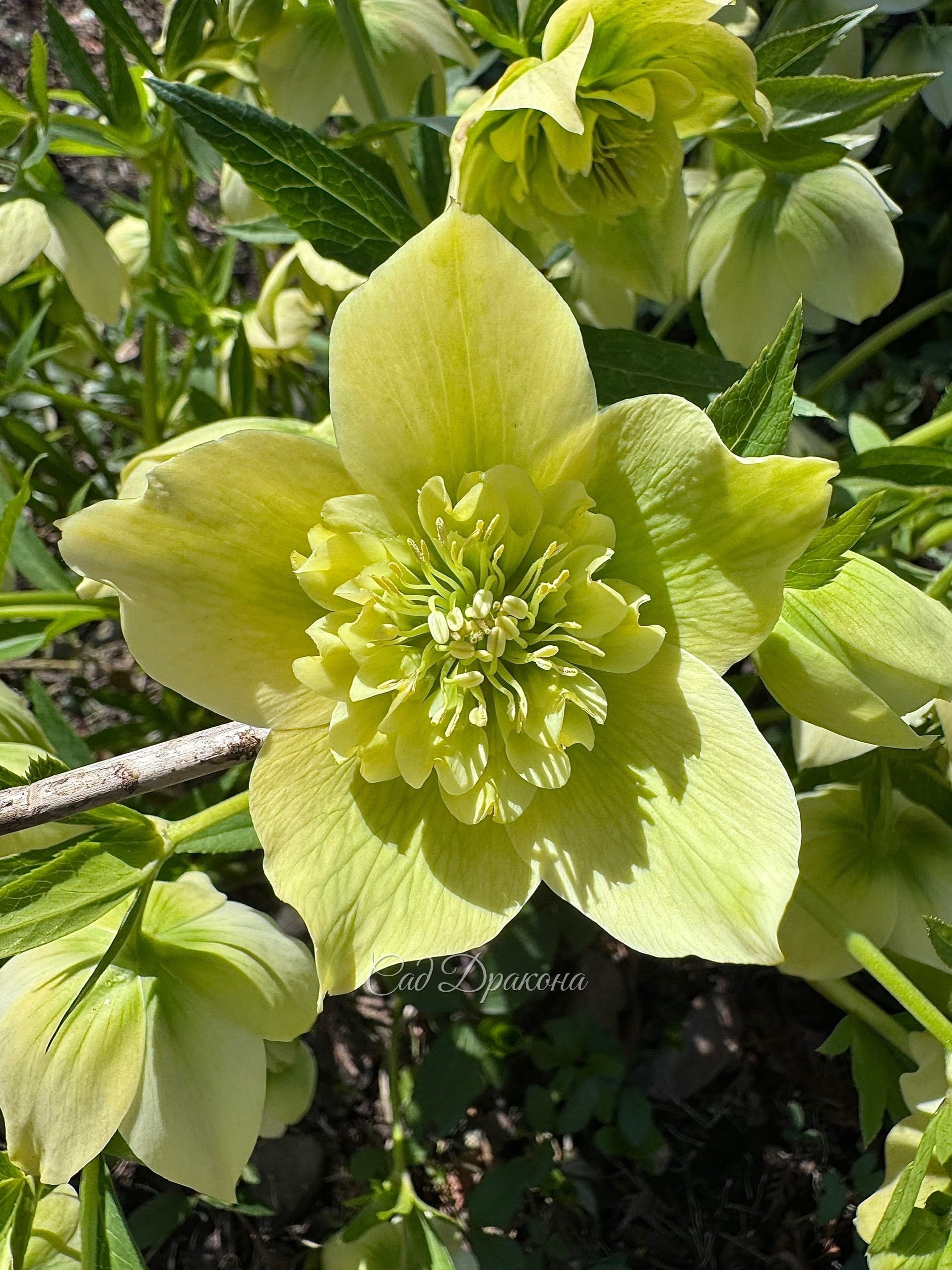Морозник восточный Spring Queen
