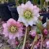 🌸 Поделили 5 кустов морозников - 3 сорта, видовой абхазский и наш сеянец.