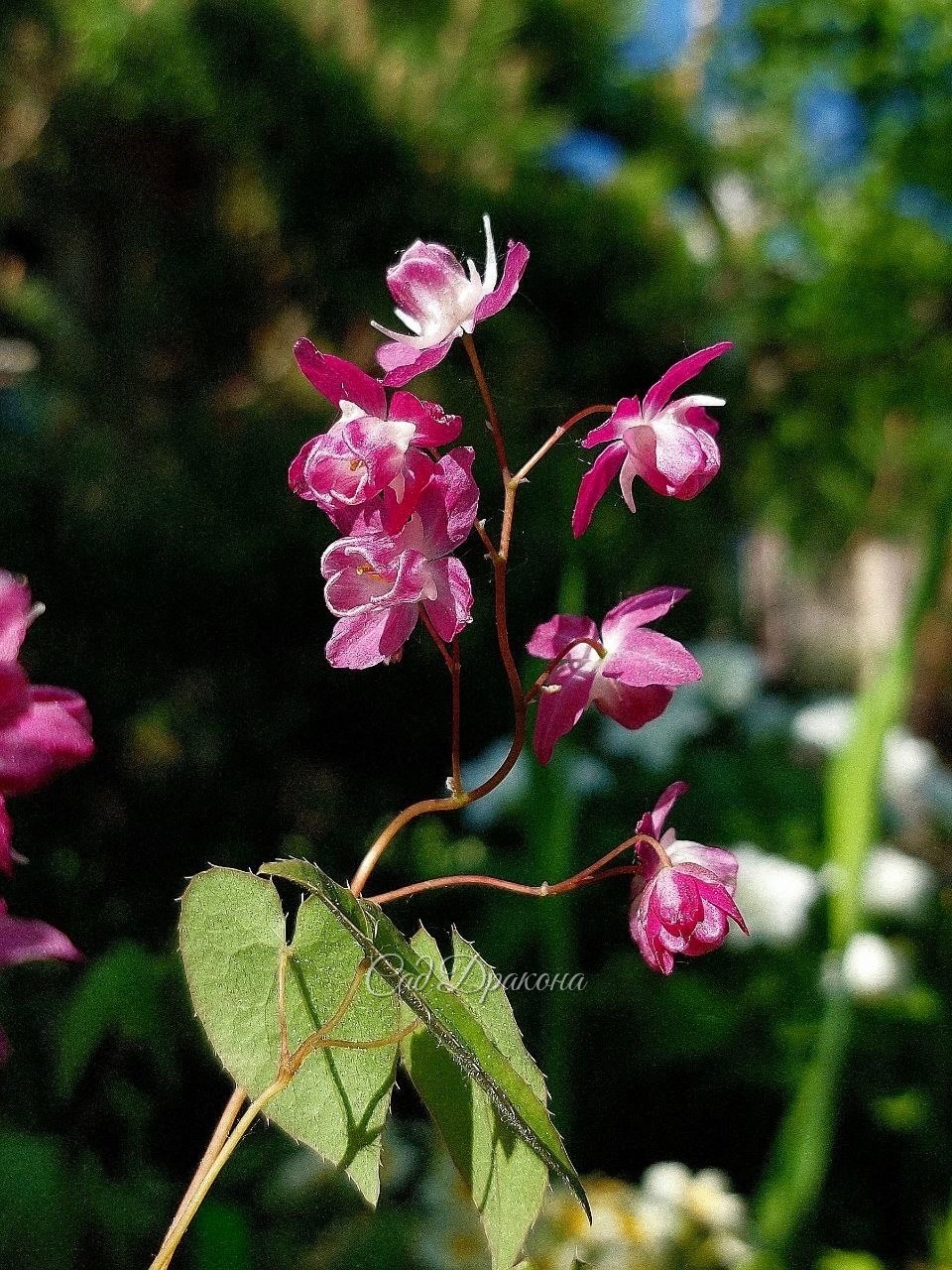 Epimedium youngianum Be Me Valentine, редкий сорт с уникальной для горянок Юнга окраской. Закончился