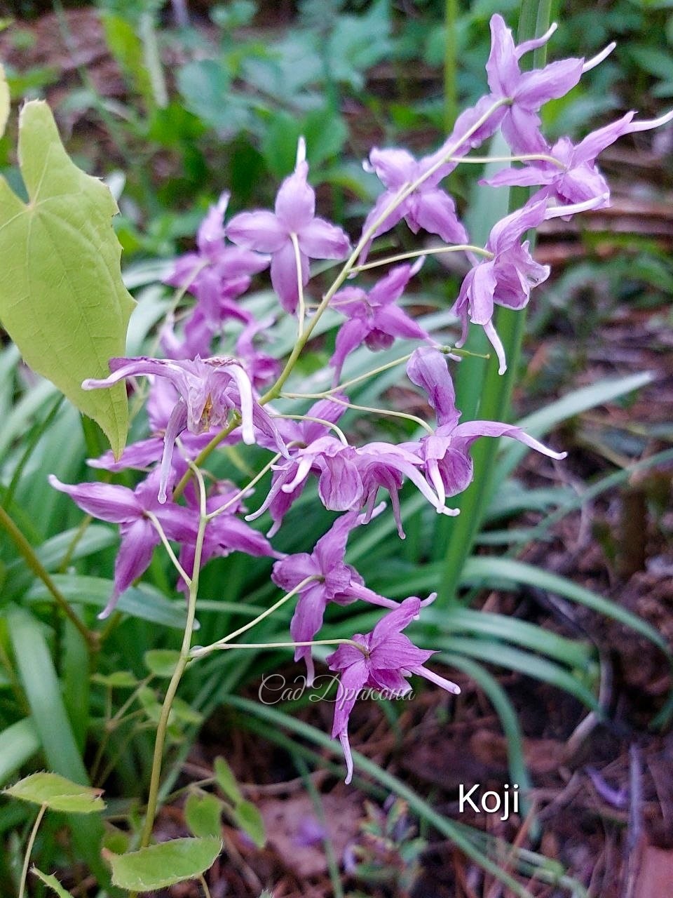 Epimedium grandiflorum Koji