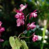 🌸 Начали делить горянки. В этом году позже намеченного, потому что из-за дождей они начали в июле снова расти, выдавать новые листики и даже цветоносы и никак не хотели уходить в состоянии покоя.