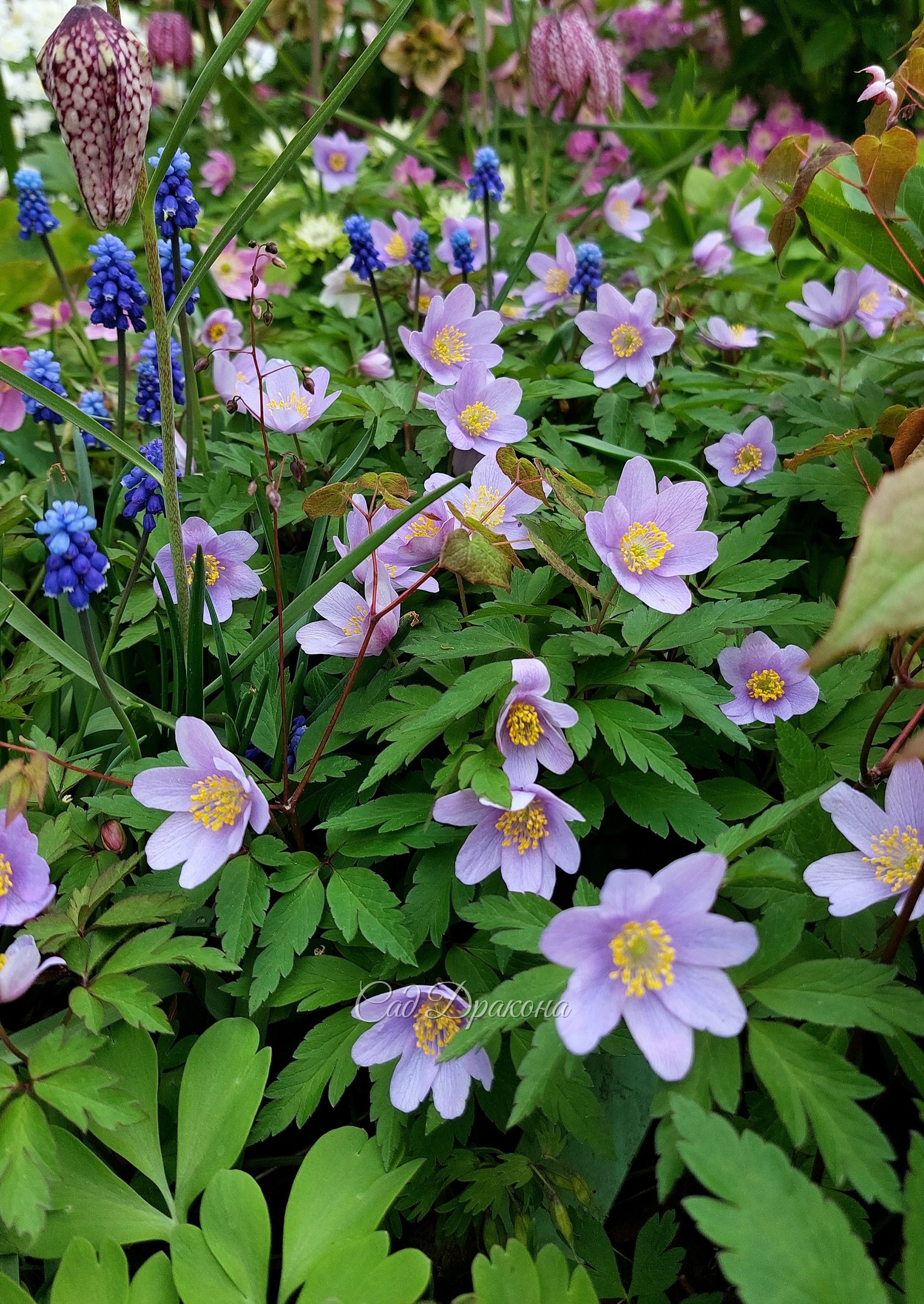 Anemone nemorosa Blue Beauty. У этого сорта  эффектная розово-пурпурная изнанка лепестков.