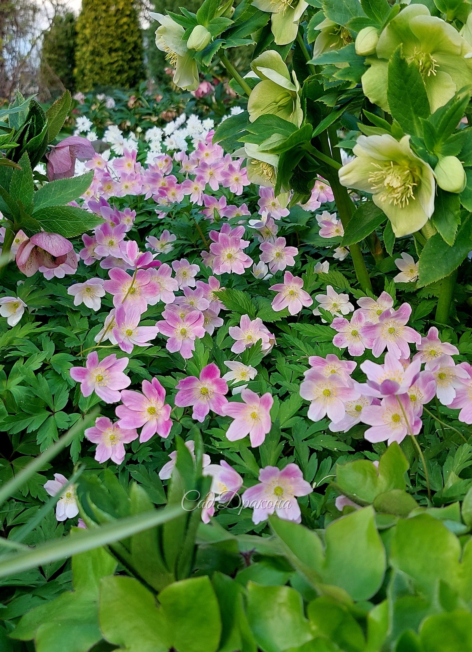 Anemone nemorosa Frühlingsfee (Весеняя фея) Расцветает белой, затем розовеет всё ярче, доходит до свекольного цвета.