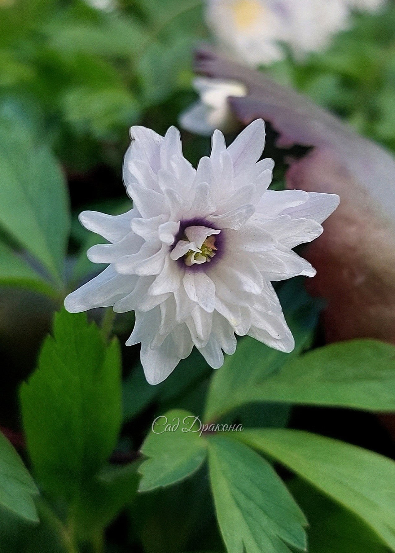 Anemone nemorosa Blue Eye.