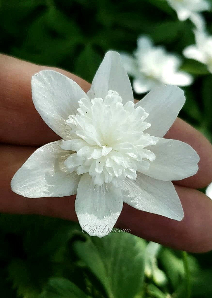 Anemone nemorosa Vestal.