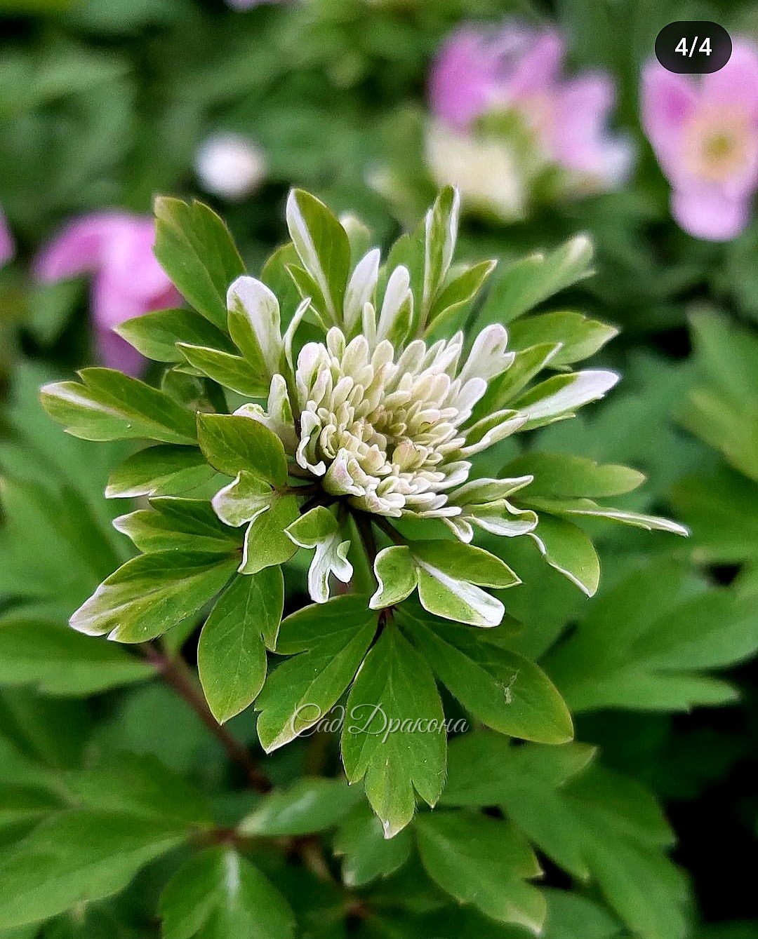 Anemone nemorosa Amelia.