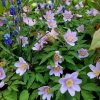 🌸 Дополнительные корни весенних анемон. Закончились.