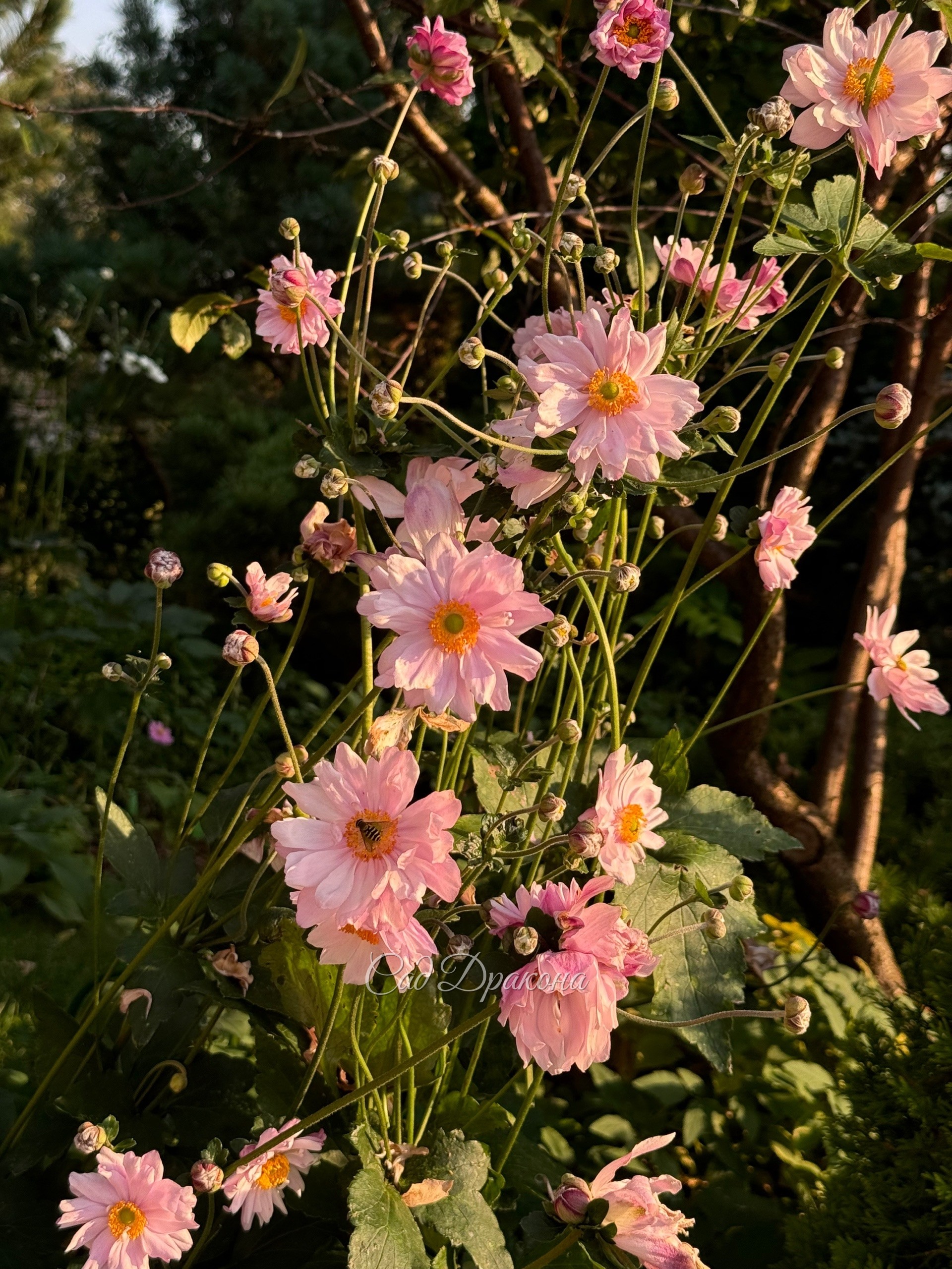 Анемона гибридная Mont Rose. Самая высокая и крупная.