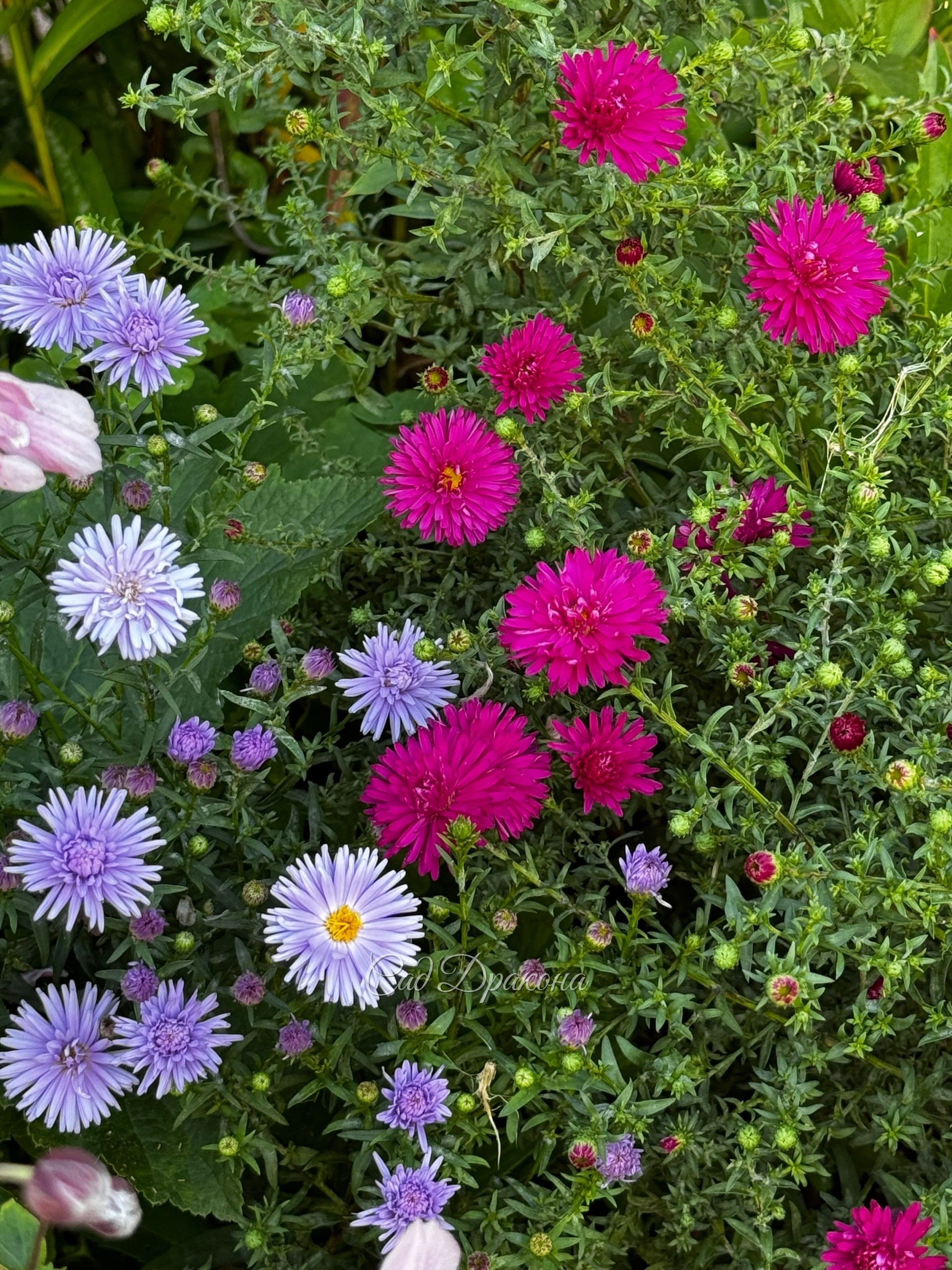Астра "Уинстон Черчилль" яркая и долгожданная и голубая ей в пару 🌺🩵