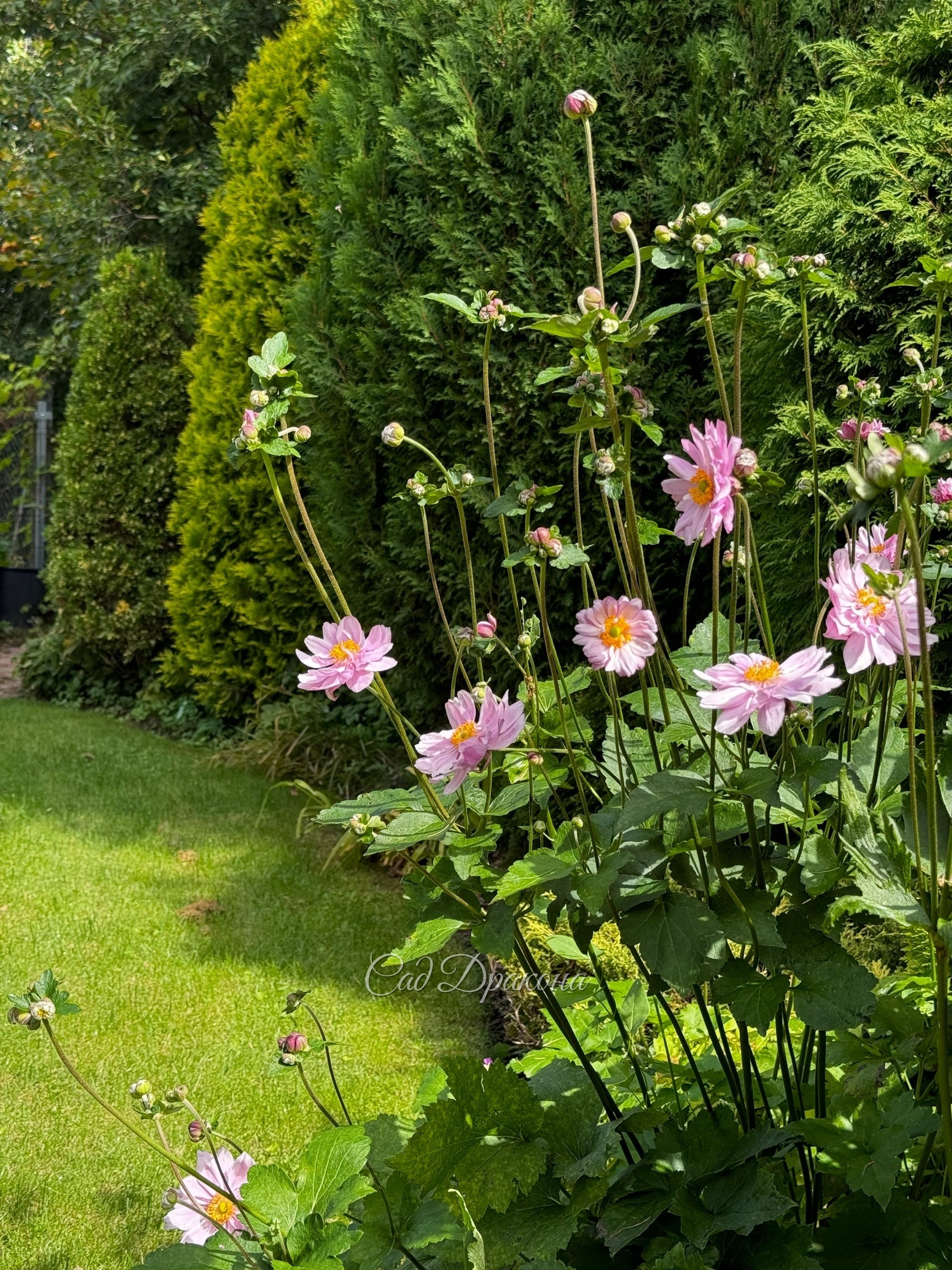 Анемона Mont Rose, самая крупная, махровая, нежно- розовая с переливом. Растёт медленнее всех.
