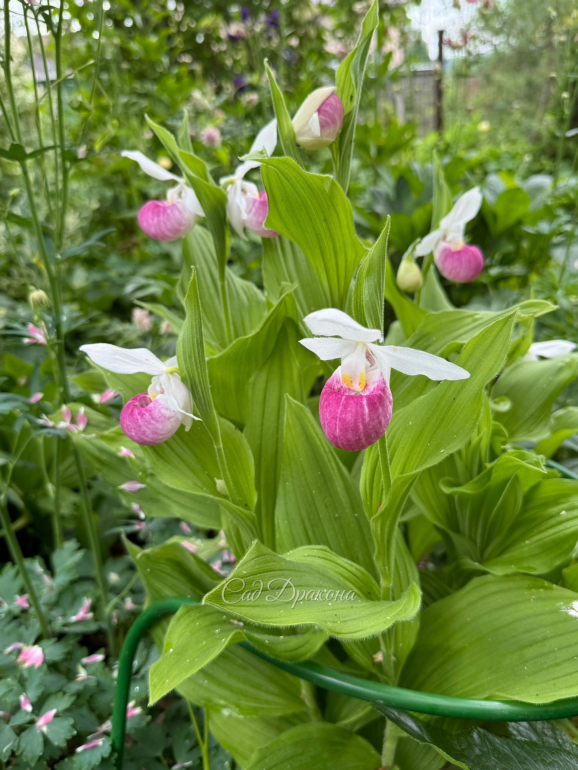 Cypripedium regina