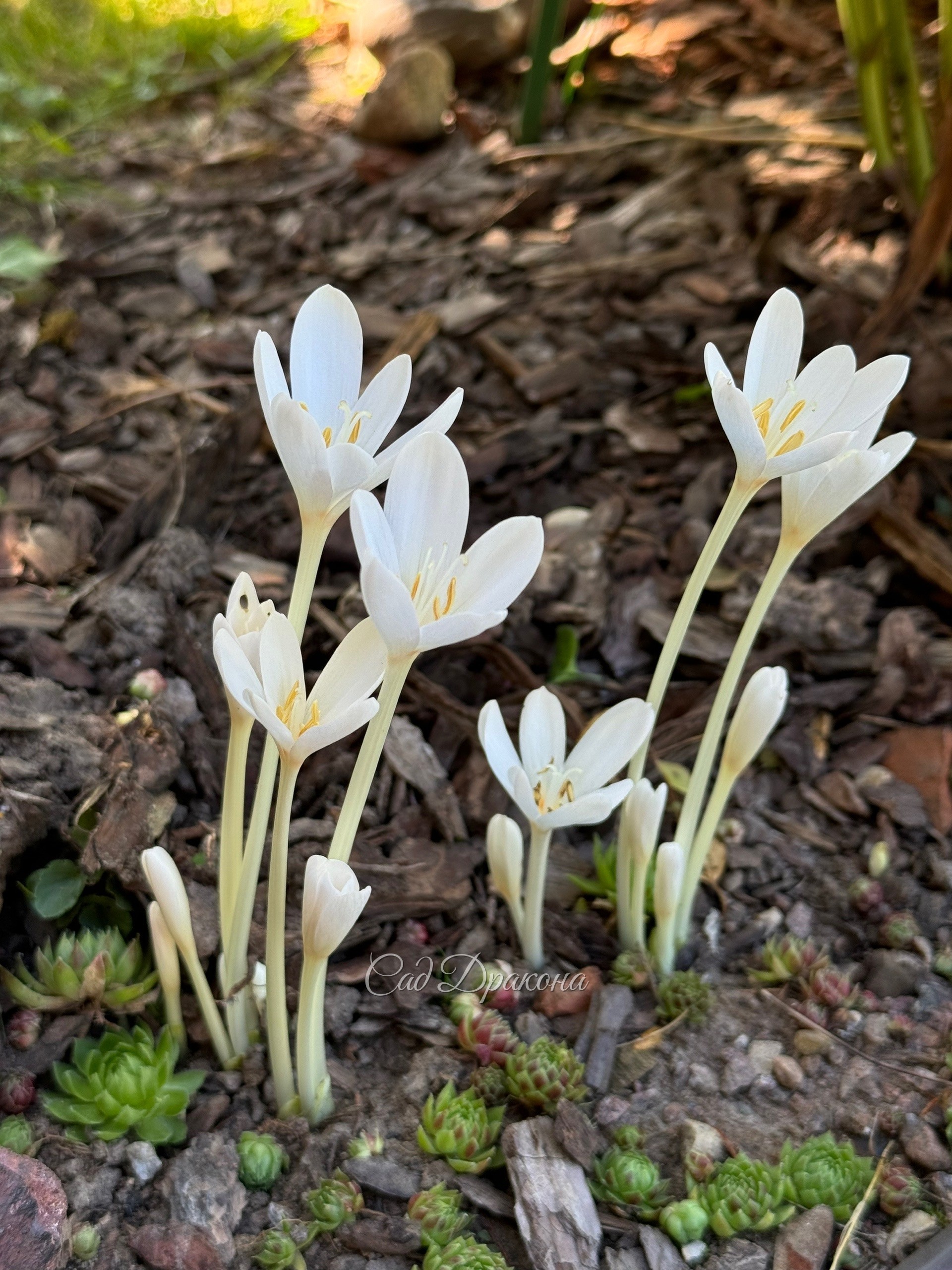 Colchicum Alba