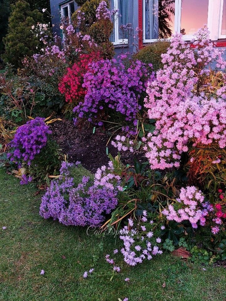 🌸 Обещанный пост про астры. 🌸