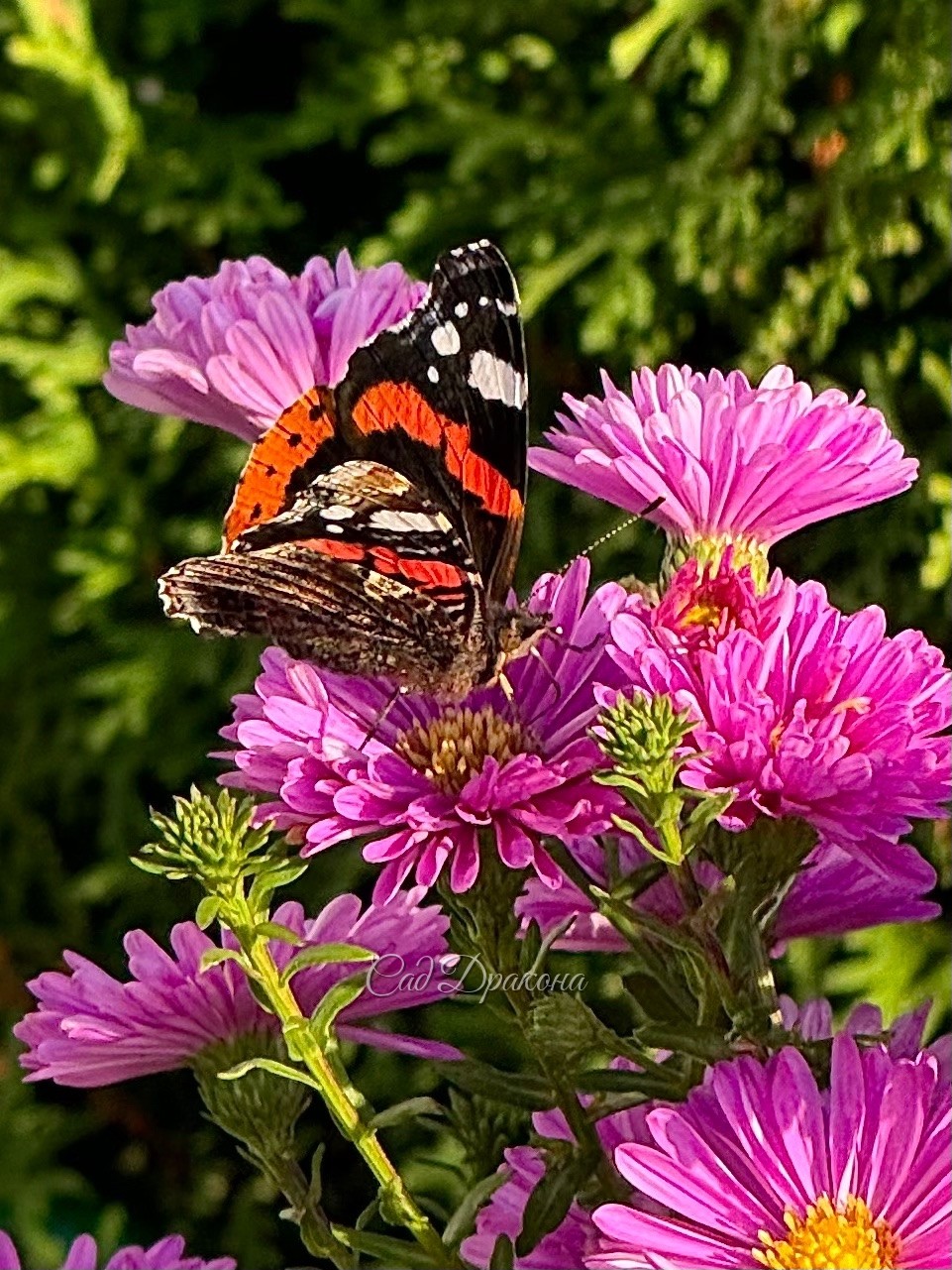 🦋 Охота на Адмирала. 🦋 Вчера был изумительно теплый день и на астрах пировали пчёлки и шмели. Вот зачем ещё нужны астры в саду 😁🌸 🐝