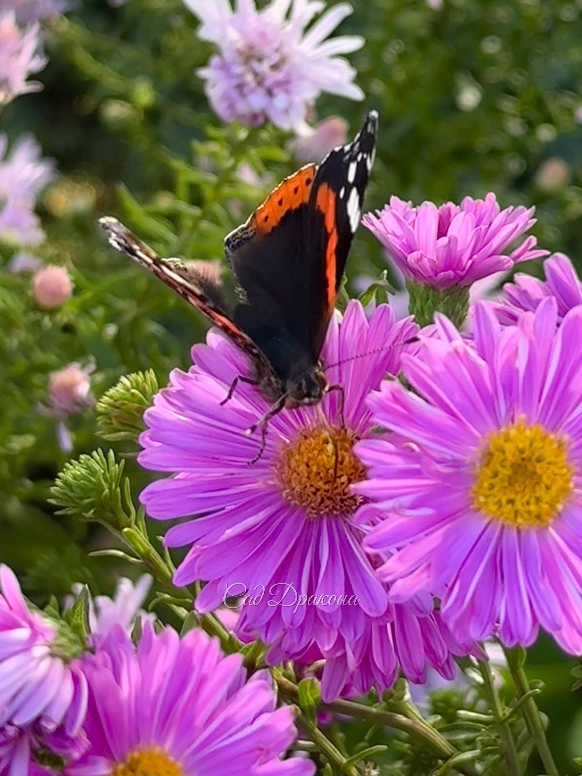 🦋 Охота на Адмирала. 🦋 Вчера был изумительно теплый день и на астрах пировали пчёлки и шмели. Вот зачем ещё нужны астры в саду 😁🌸 🐝