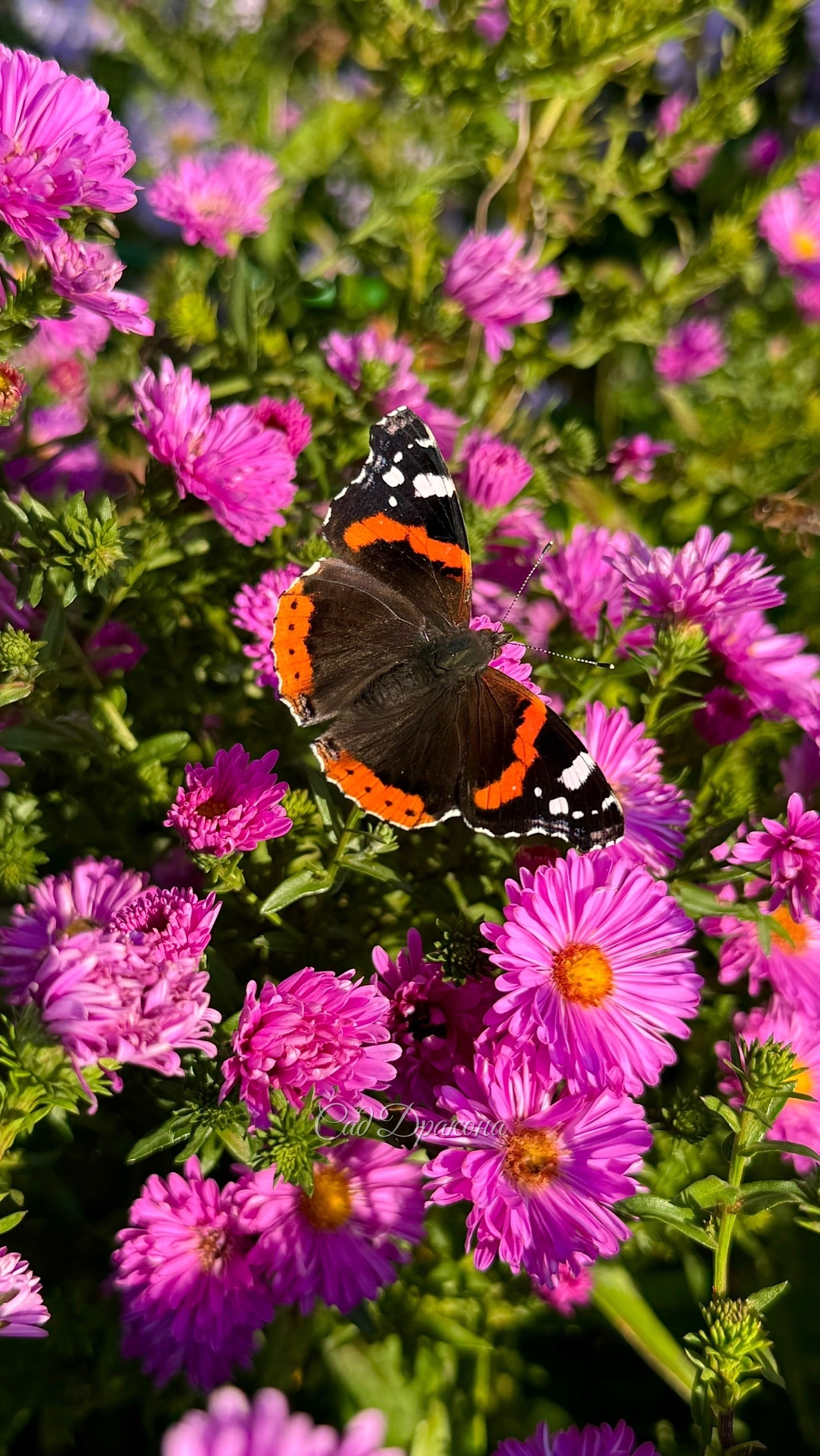 🦋 Охота на Адмирала. 🦋 Вчера был изумительно теплый день и на астрах пировали пчёлки и шмели. Вот зачем ещё нужны астры в саду 😁🌸 🐝