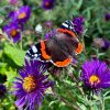 🦋 Охота на Адмирала. 🦋 Вчера был изумительно теплый день и на астрах пировали пчёлки и шмели. Вот зачем ещё нужны астры в саду 😁🌸 🐝