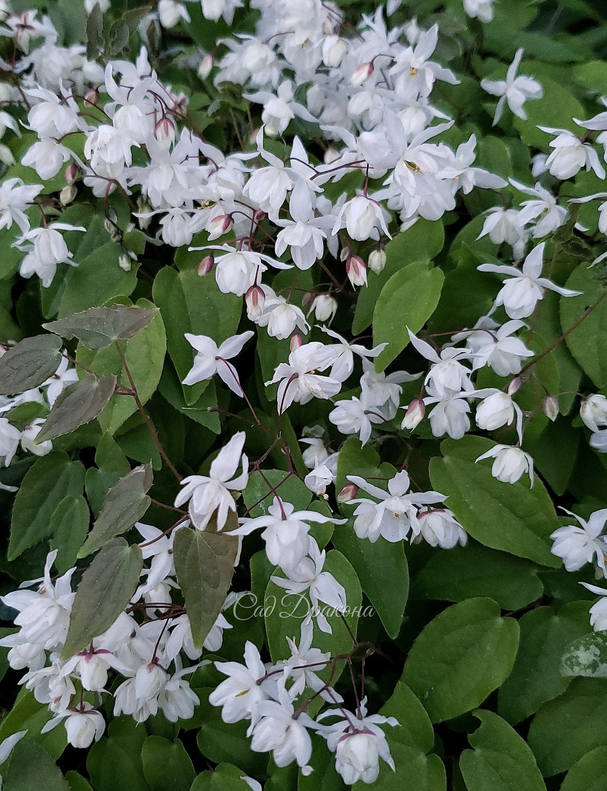 Закончился. Epimedium youngianum Niveum