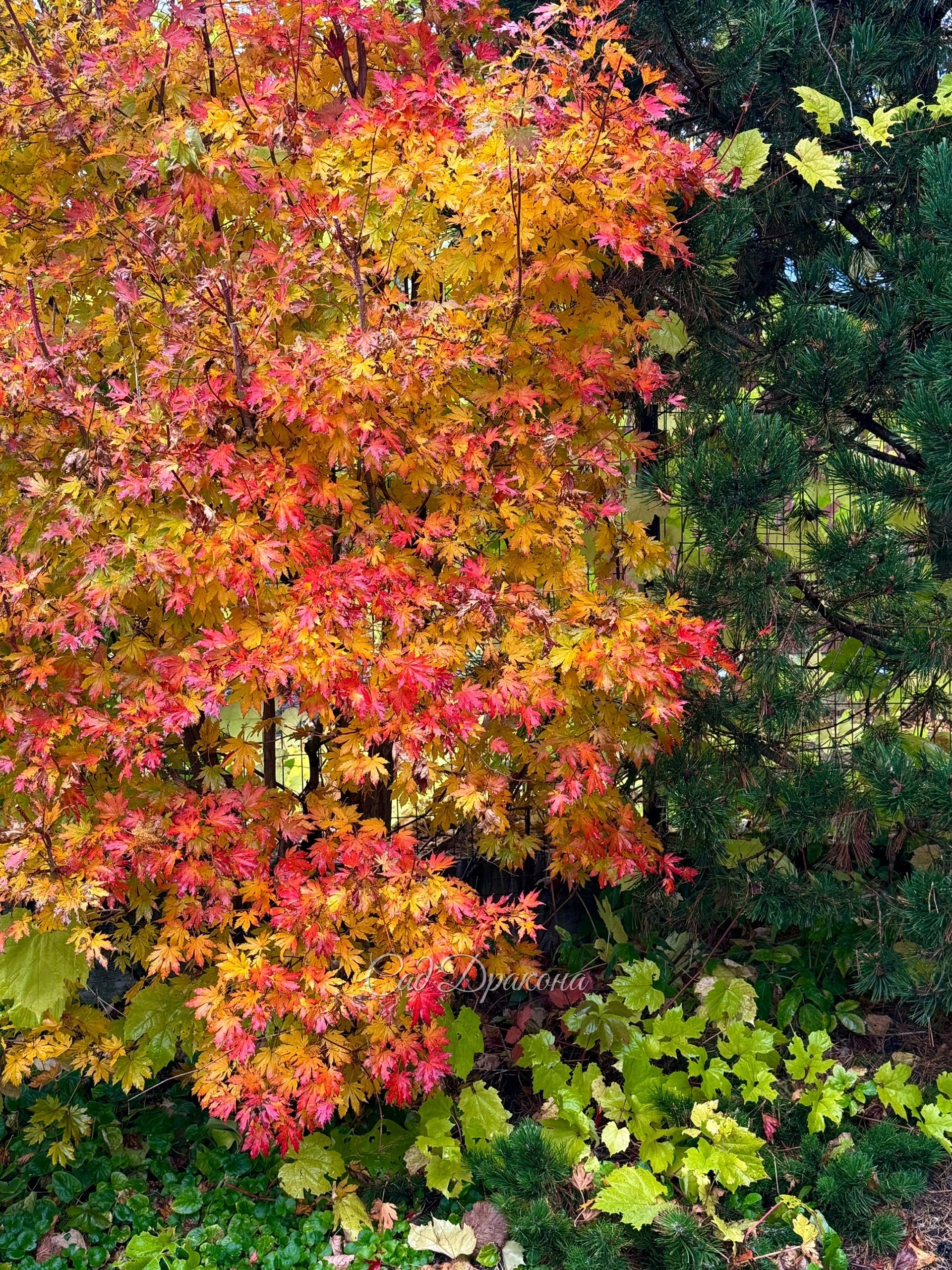 Клён ложнозибольдов - фейерверк красок каждую осень!  🍂 Сначала он уходит в пурпур, а потом начинает краснеть и после частично желтеть. Каждый год с замиранием сердца смотрю на эти превращения 😍🤎❤️💛