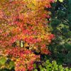 Яркие краски осени 🍁🌸🌲 Сад такой нарядный - клен ложнозибольдов горит пожаром, зимнежёлтые горные сосны светятся, как будто поймали лучи солнца и запутали в хвое, хризантемы цветут в обнимку с астрами. Анемоны, золотарник Fireworks в полном цвету, маленьк
