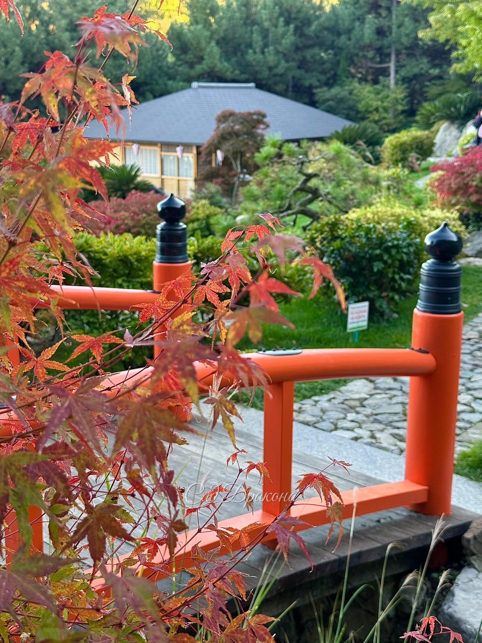 Прекрасная осень в Японском саду парка Айвазовское в Крыму. 🍁🍂🌺 Самые яркие пока бересклеты, сакуры тоже розовеют, клёны пальмолистные - некоторые уже красные, а другие только начинают окрашиваться. 🍁