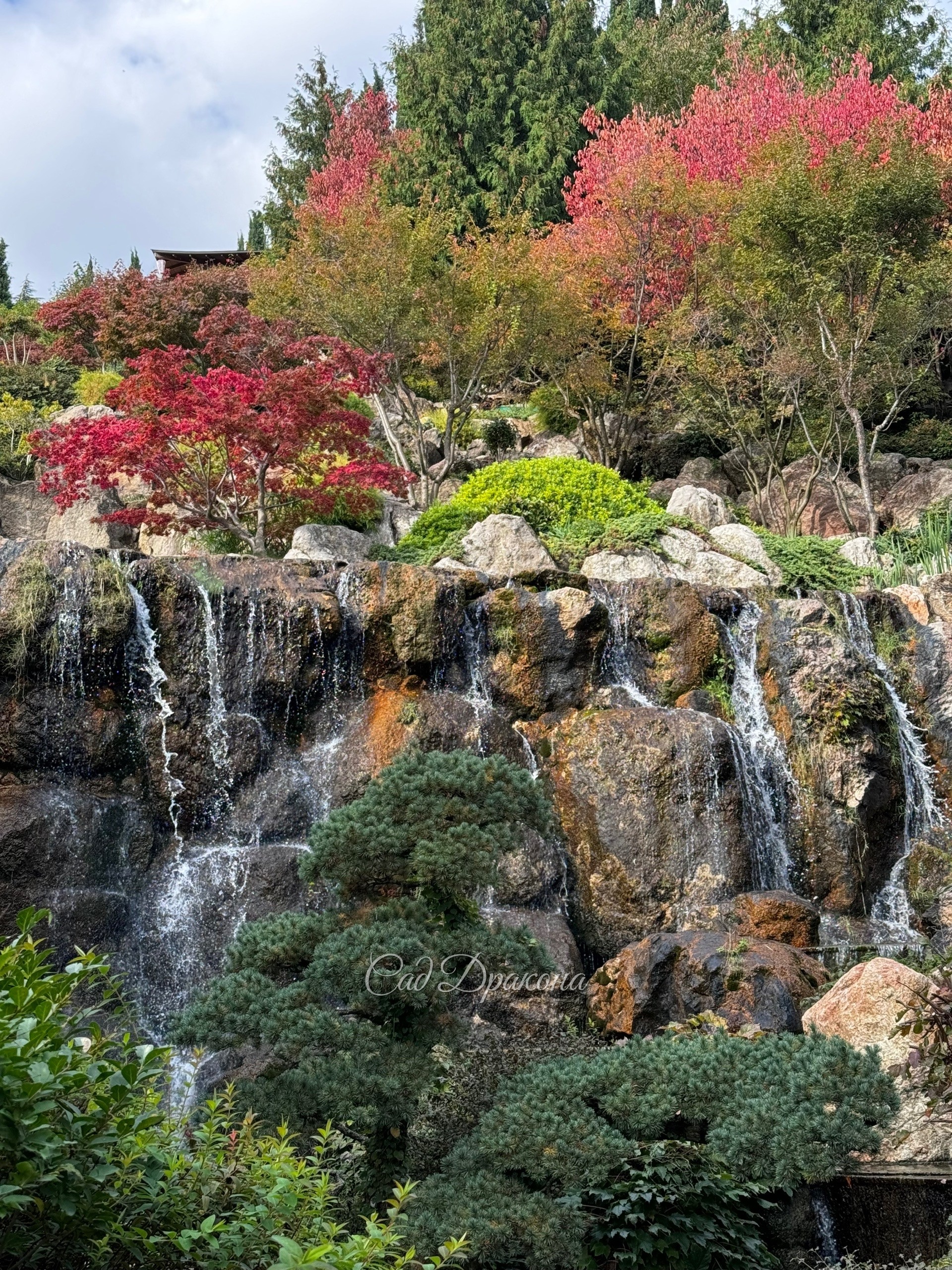 Прекрасная осень в Японском саду парка Айвазовское в Крыму. 🍁🍂🌺 Самые яркие пока бересклеты, сакуры тоже розовеют, клёны пальмолистные - некоторые уже красные, а другие только начинают окрашиваться. 🍁