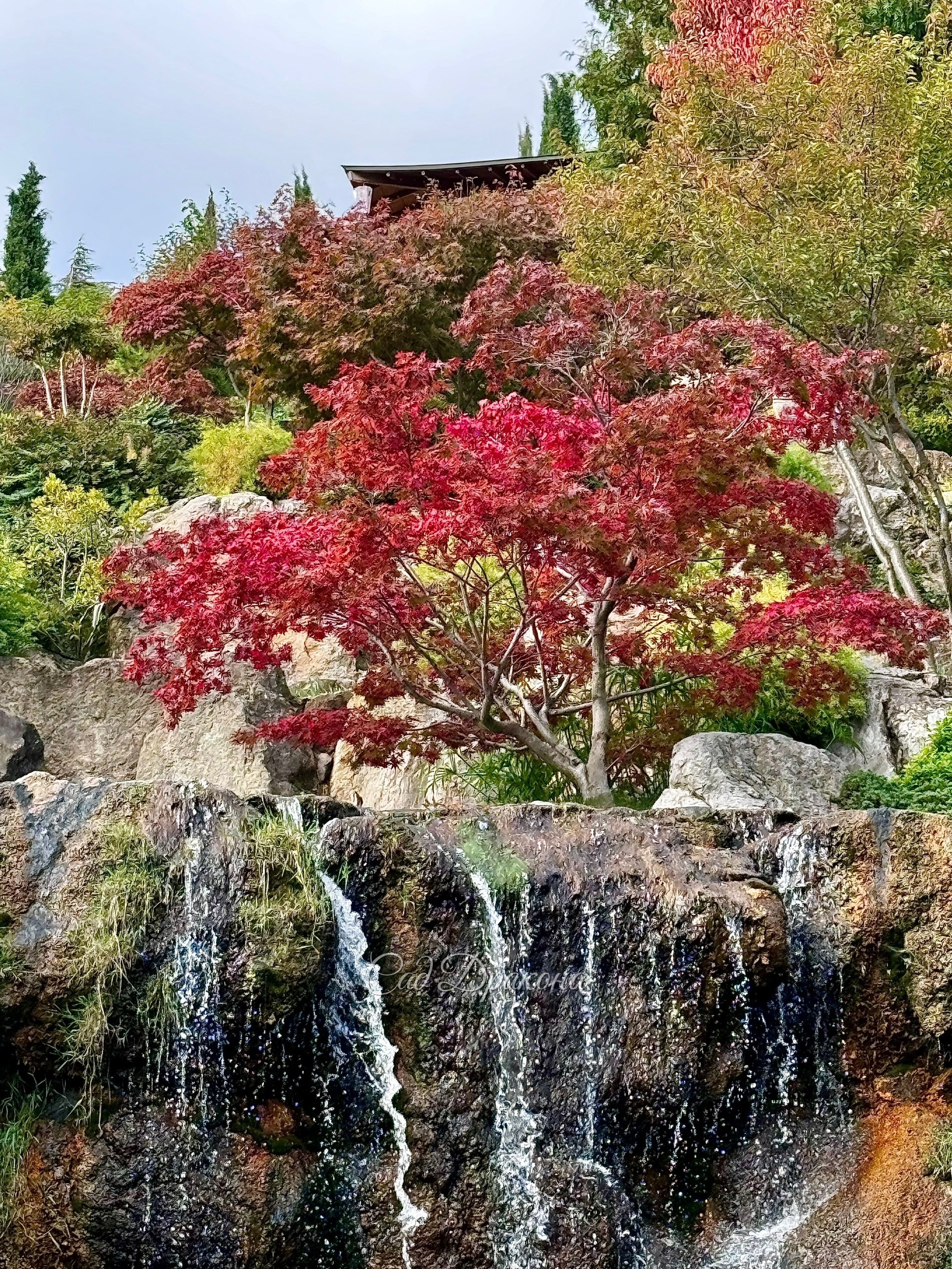 Прекрасная осень в Японском саду парка Айвазовское в Крыму. 🍁🍂🌺 Самые яркие пока бересклеты, сакуры тоже розовеют, клёны пальмолистные - некоторые уже красные, а другие только начинают окрашиваться. 🍁
