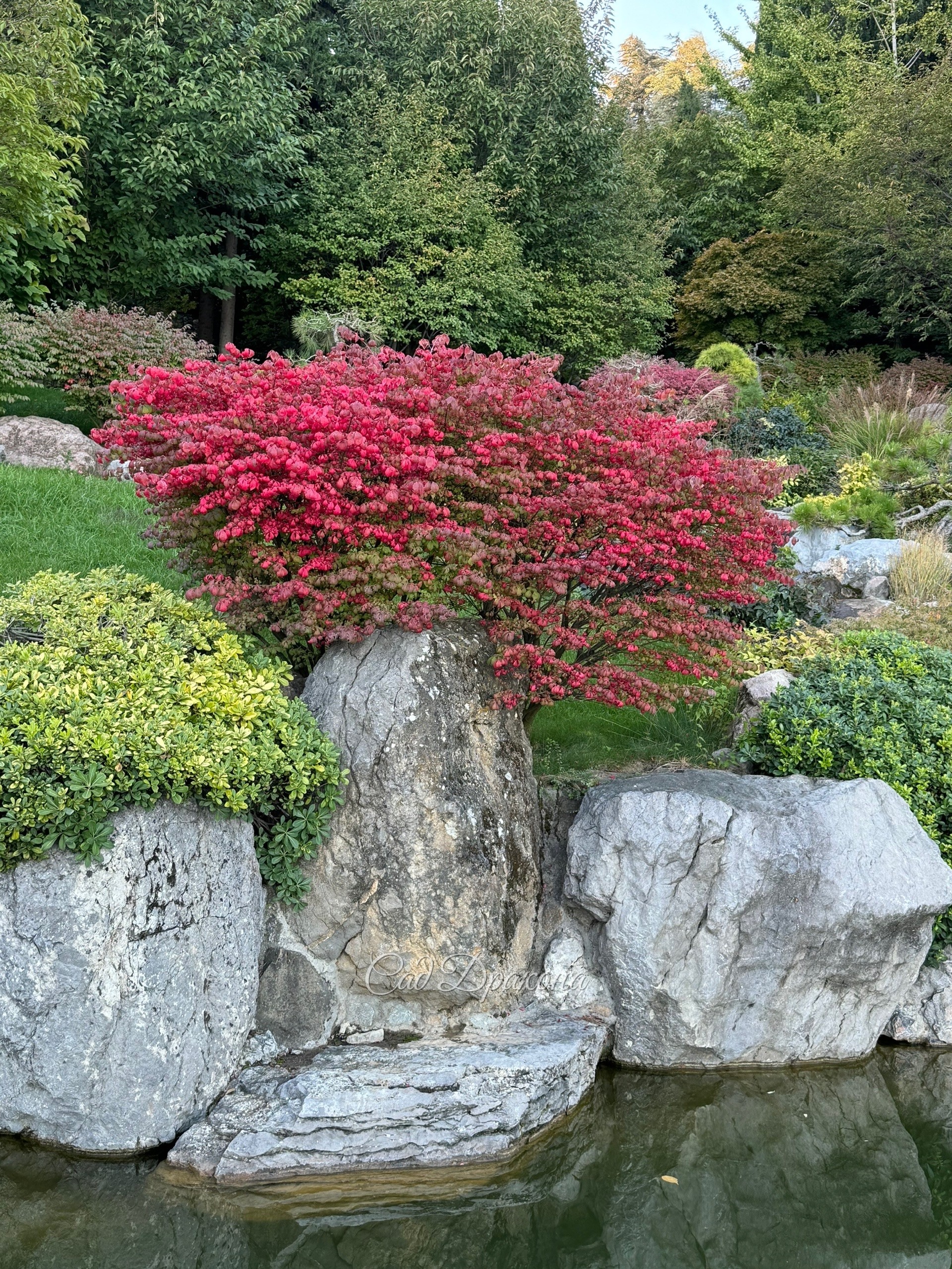 Прекрасная осень в Японском саду парка Айвазовское в Крыму. 🍁🍂🌺 Самые яркие пока бересклеты, сакуры тоже розовеют, клёны пальмолистные - некоторые уже красные, а другие только начинают окрашиваться. 🍁