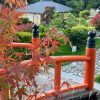 Прекрасная осень в Японском саду парка Айвазовское в Крыму. 🍁🍂🌺 Самые яркие пока бересклеты, сакуры тоже розовеют, клёны пальмолистные - некоторые уже красные, а другие только начинают окрашиваться. 🍁