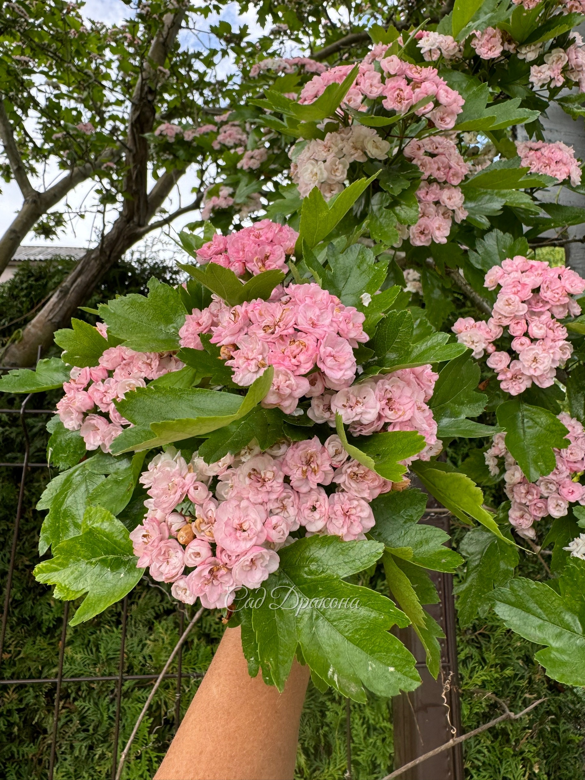 🌸 Давно хотим рассказать про боярышник морденский Toba. Кто видит его на экскурсиях цветущим в начале июня, всегда записывает название).