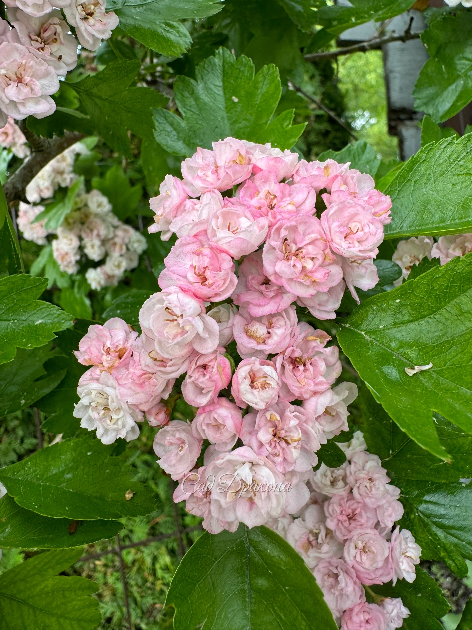 🌸 Давно хотим рассказать про боярышник морденский Toba. Кто видит его на экскурсиях цветущим в начале июня, всегда записывает название).