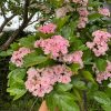 🌸 Давно хотим рассказать про боярышник морденский Toba. Кто видит его на экскурсиях цветущим в начале июня, всегда записывает название).