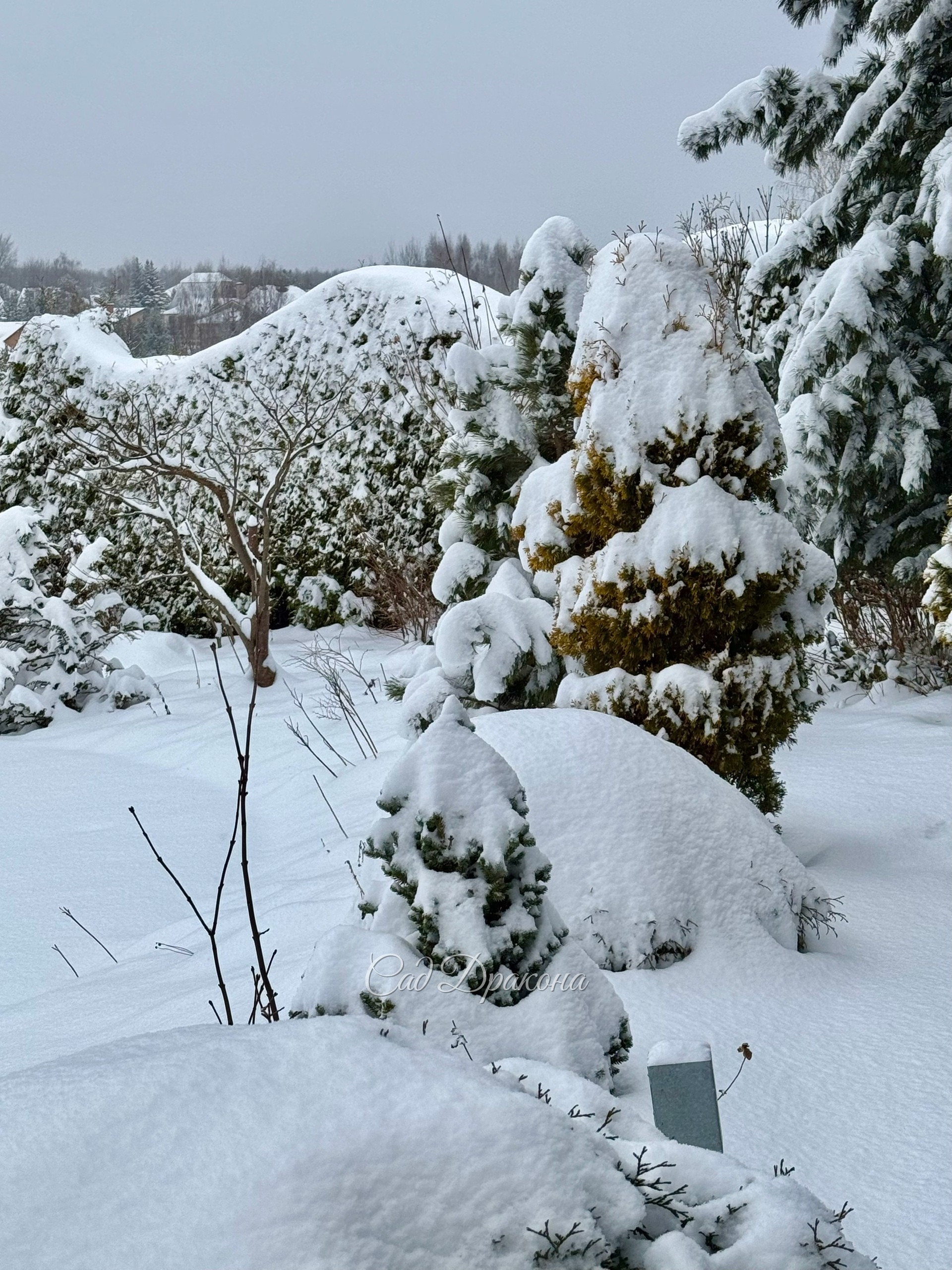 Зима взялась за дело всерьёз! Сыплет и сыплет второй день ❄️❄️❄️ И с ветерком - наметает сугробы, кое-где уже больше 30см. Всё укутано, можно зимовать ☃️