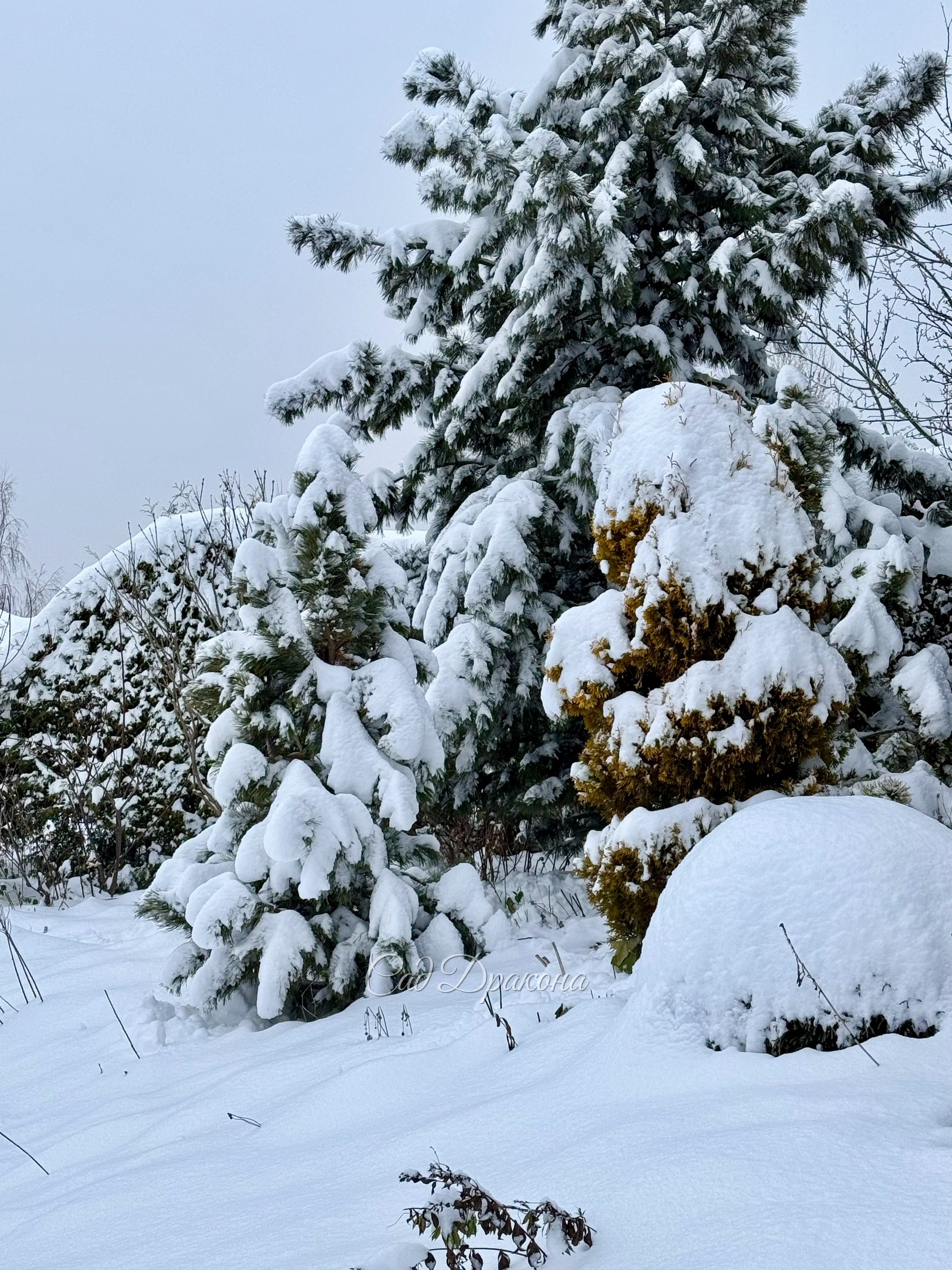 Зима взялась за дело всерьёз! Сыплет и сыплет второй день ❄️❄️❄️ И с ветерком - наметает сугробы, кое-где уже больше 30см. Всё укутано, можно зимовать ☃️