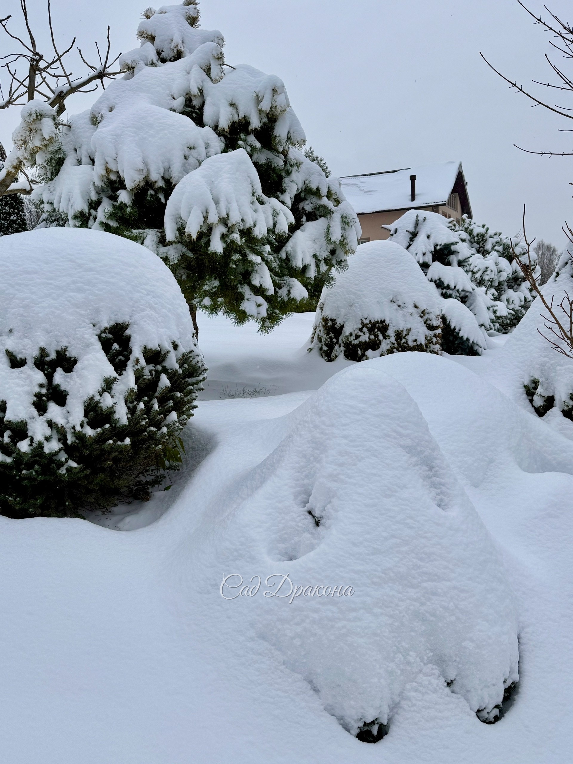 Зима взялась за дело всерьёз! Сыплет и сыплет второй день ❄️❄️❄️ И с ветерком - наметает сугробы, кое-где уже больше 30см. Всё укутано, можно зимовать ☃️