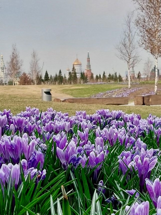 Крокусы в парке Зарядье