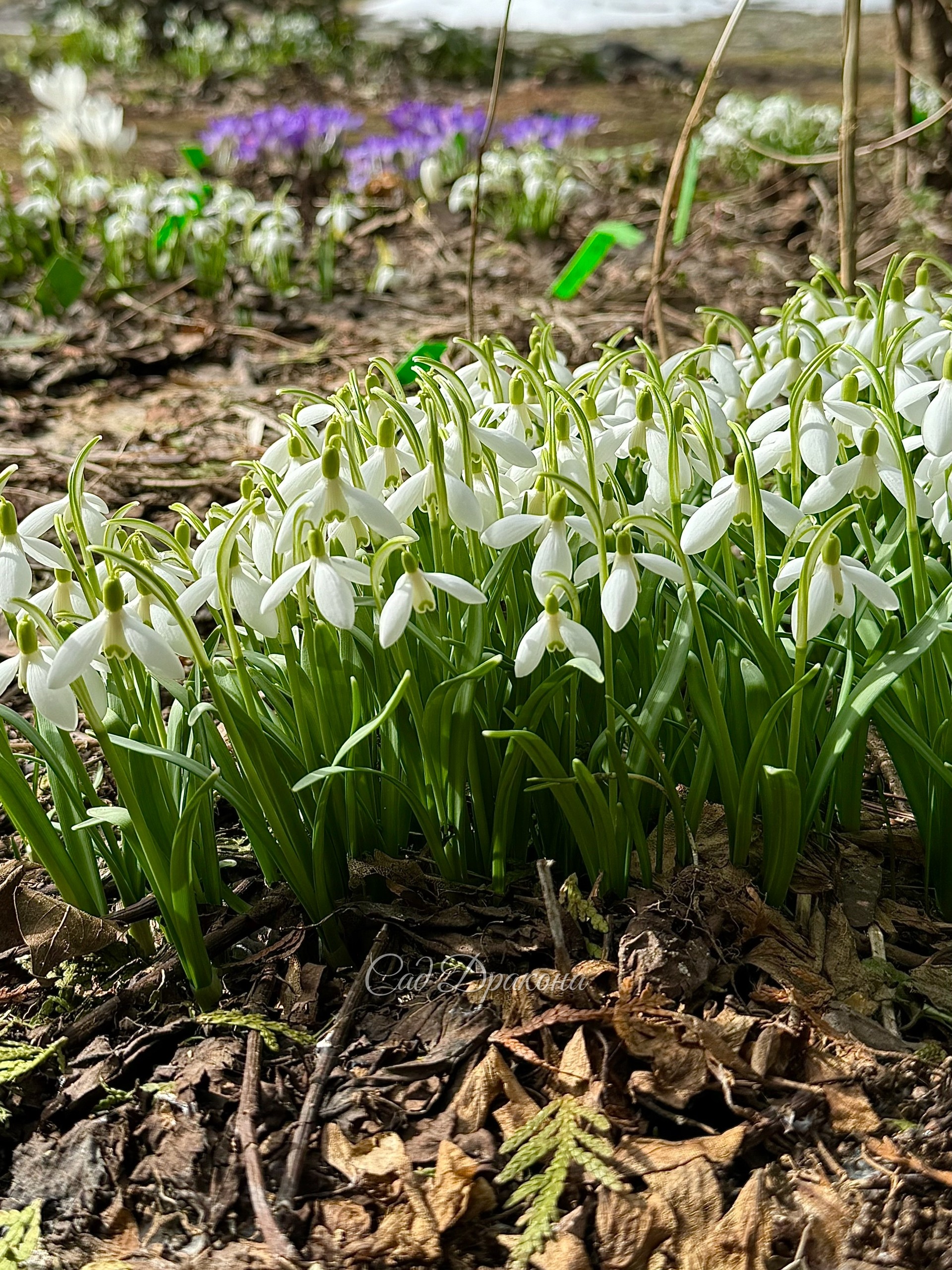 Подснежник снежный, Galanthus nivalis разрастается очень быстро.