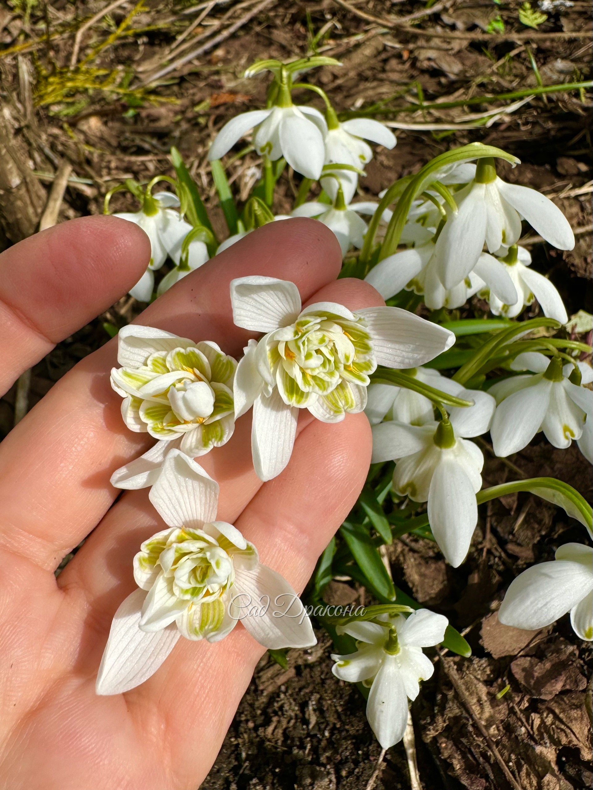 Подснежник снежный, махровая форма. Размножается на порядок медленнее, чем обычная.