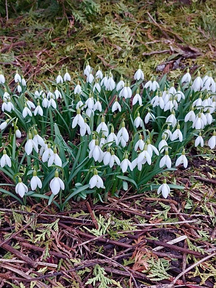 Galanthus nivalis. Эта куртина выросла из посаженных деток, просто подождали, когда они зацветут.)