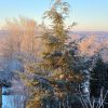 ❄️ Делюсь сегодняшним морозным (-18°!) рассветом. Всё в инее, интересно, защищает ли он от мороза? 🤔 Это я про несчастные подснежники - перенесут ли? Ещё не смотрела, жду, что потеплеет на улице 😉