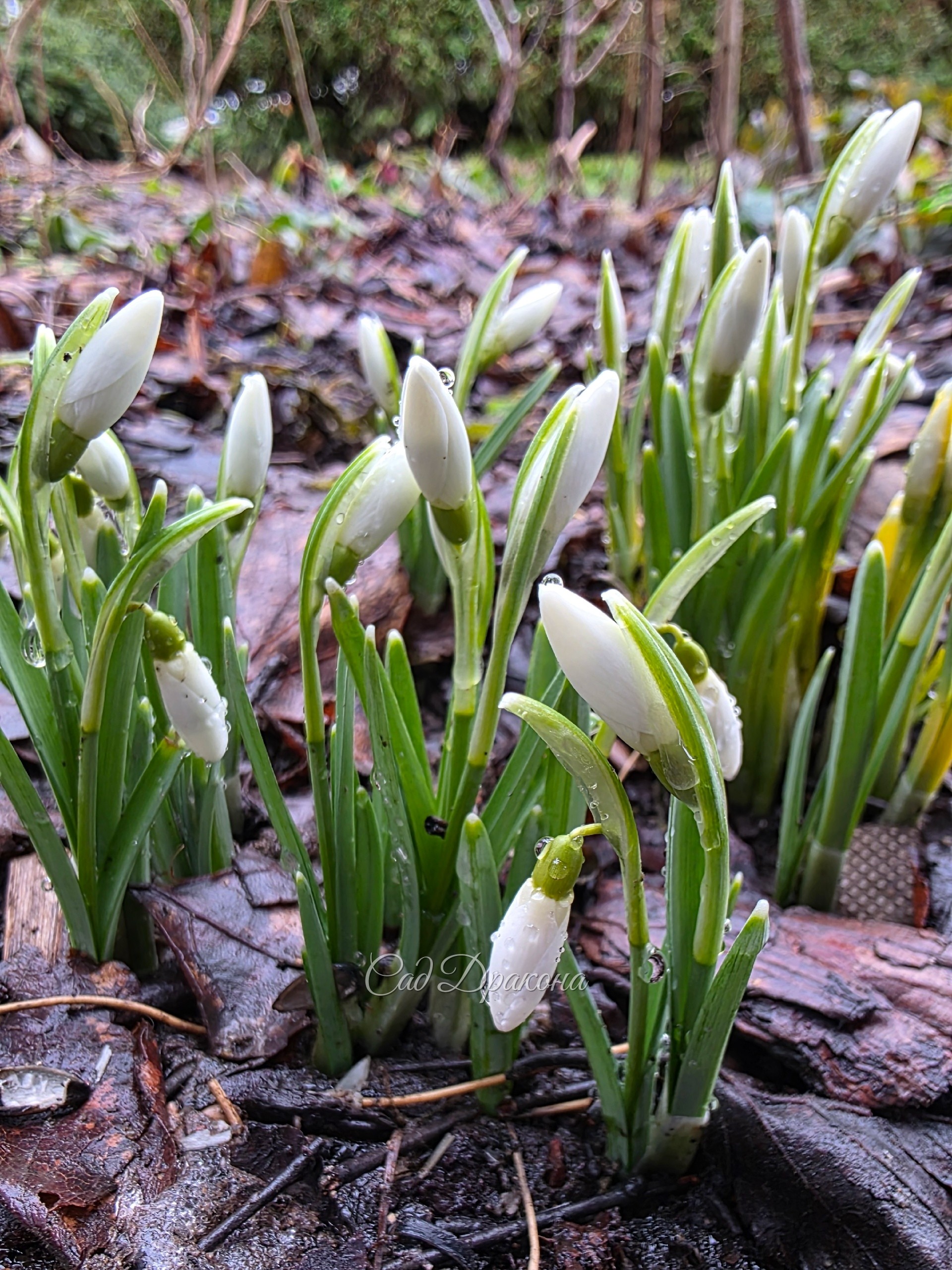 Подснежник снежный (Galanthus nivalis).