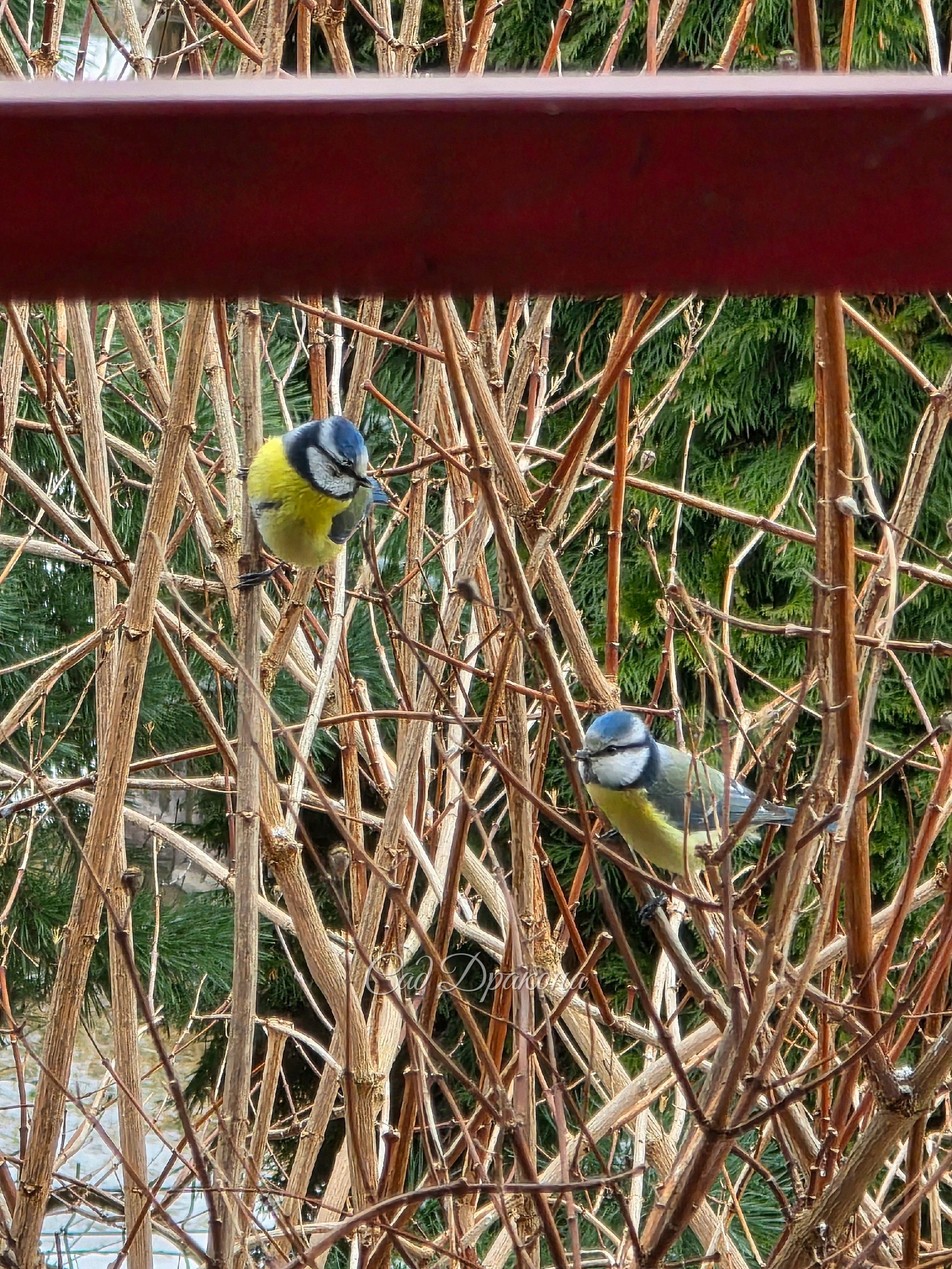 Лазоревки глядят друг на друга. Парочка? )