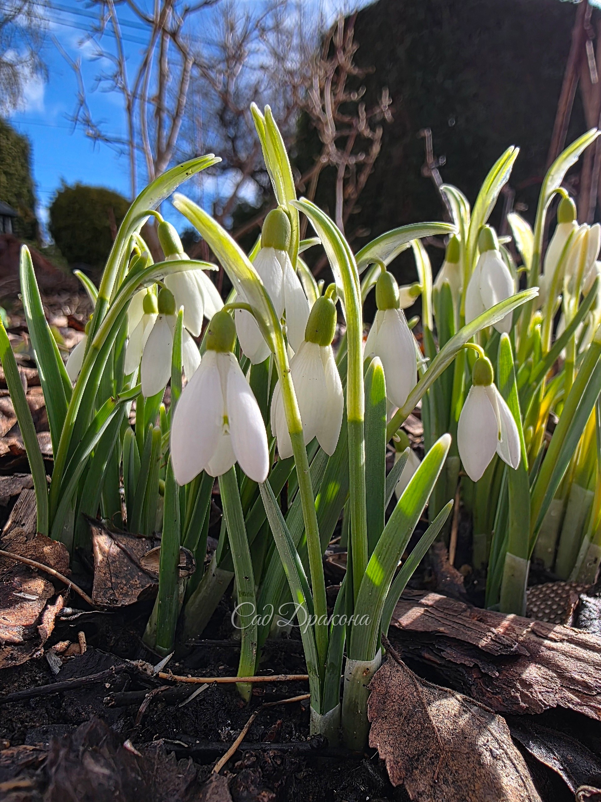 Подснежник снежный Galanthus nivalis