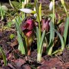 Дорогие женщины, милые садовницы! Поздравляем всех с прекрасным весенним праздником! Желаем любви, тепла и заботы близких, удачи, успехов! Пусть ваши сады цветут и приносят вдохновение и радость! 🏡🌷☘️