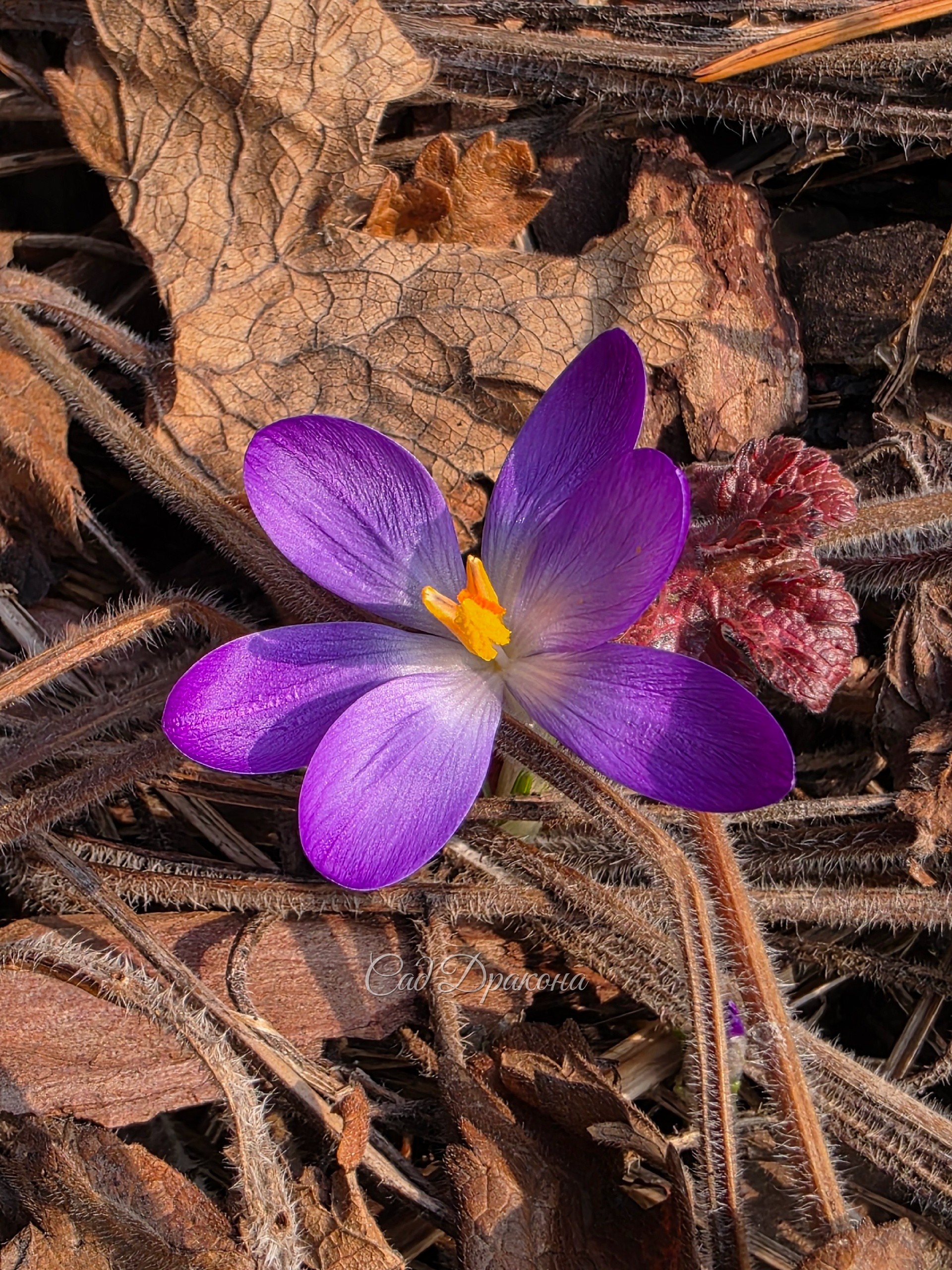 Крокус Томазини Whitewell Purple