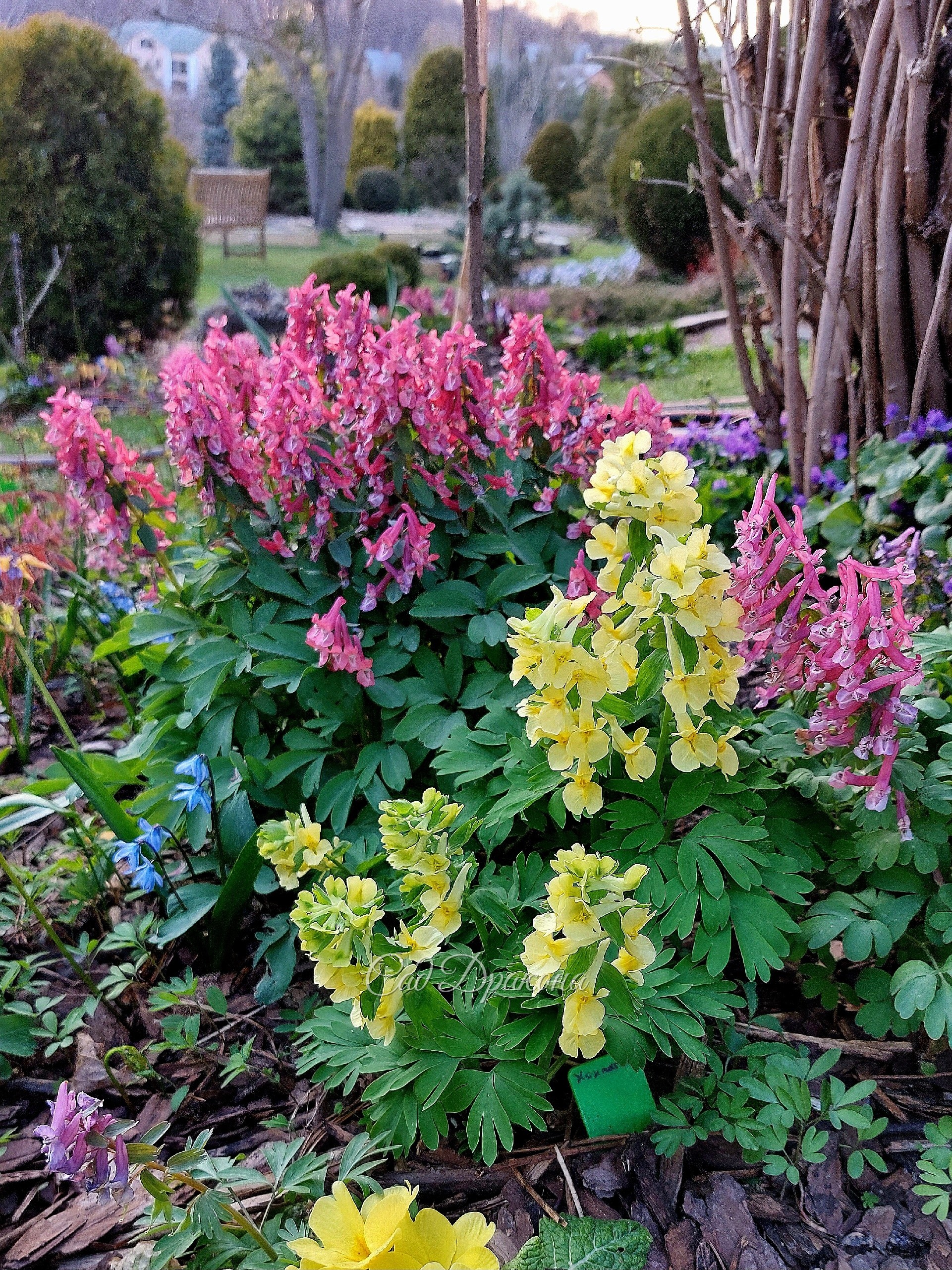 Жёлтая - хохлатка прицветниковая, Corydalis bracteata.