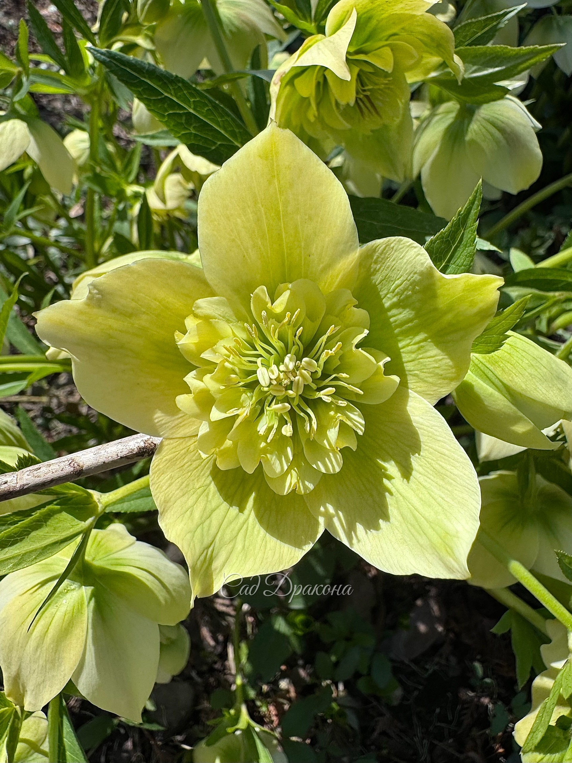 Морозник восточный Spring Queen