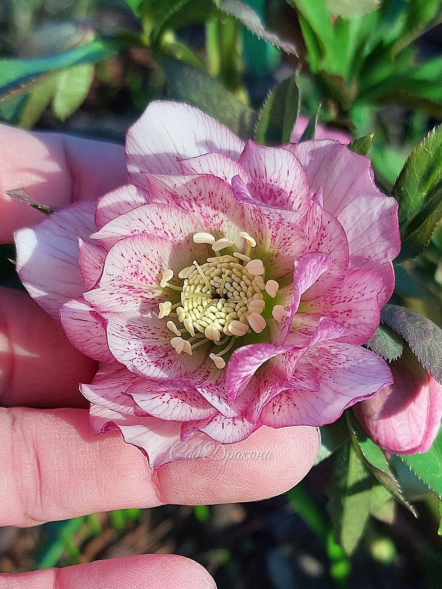 Морозник Party Dress Flamingo,  гибрид с Helleborus torquatus.